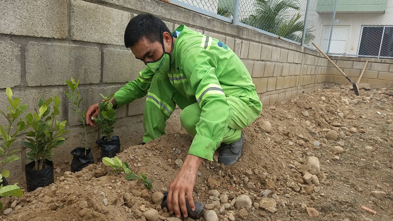 JORNADA DE SIEMBRA DE ARBOLES CONJUNTO CERRADO ALTOBELO